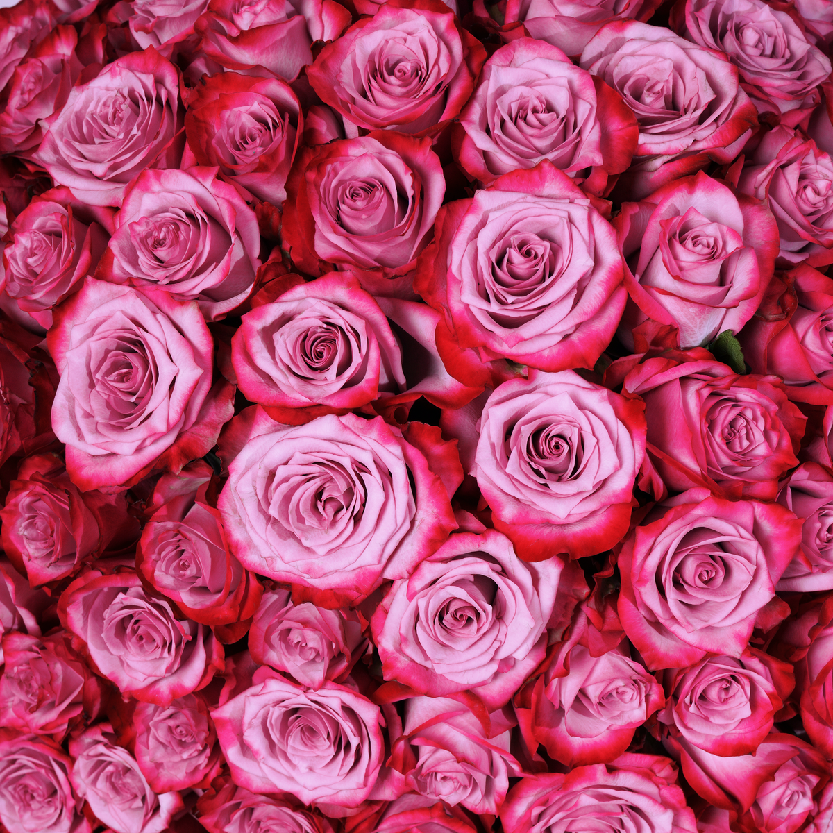 365 Purple Roses Stand