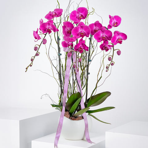 3 Purple Orchids