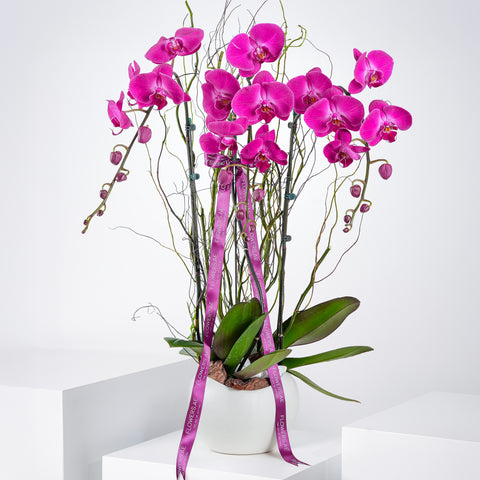 3 Purple Orchids