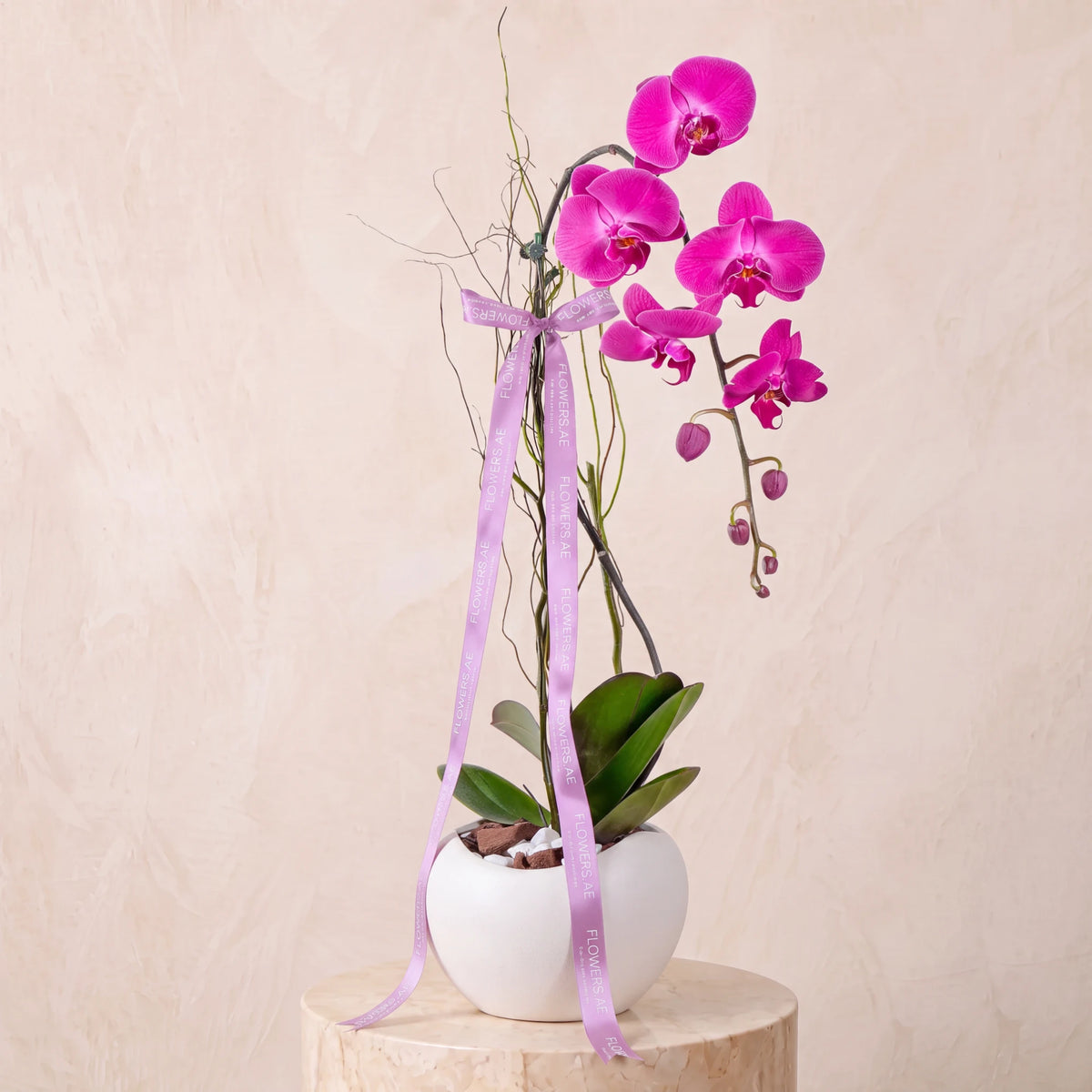 Purple Orchid