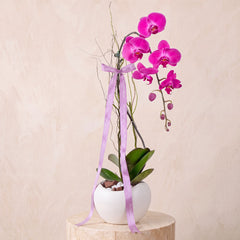Purple Orchid