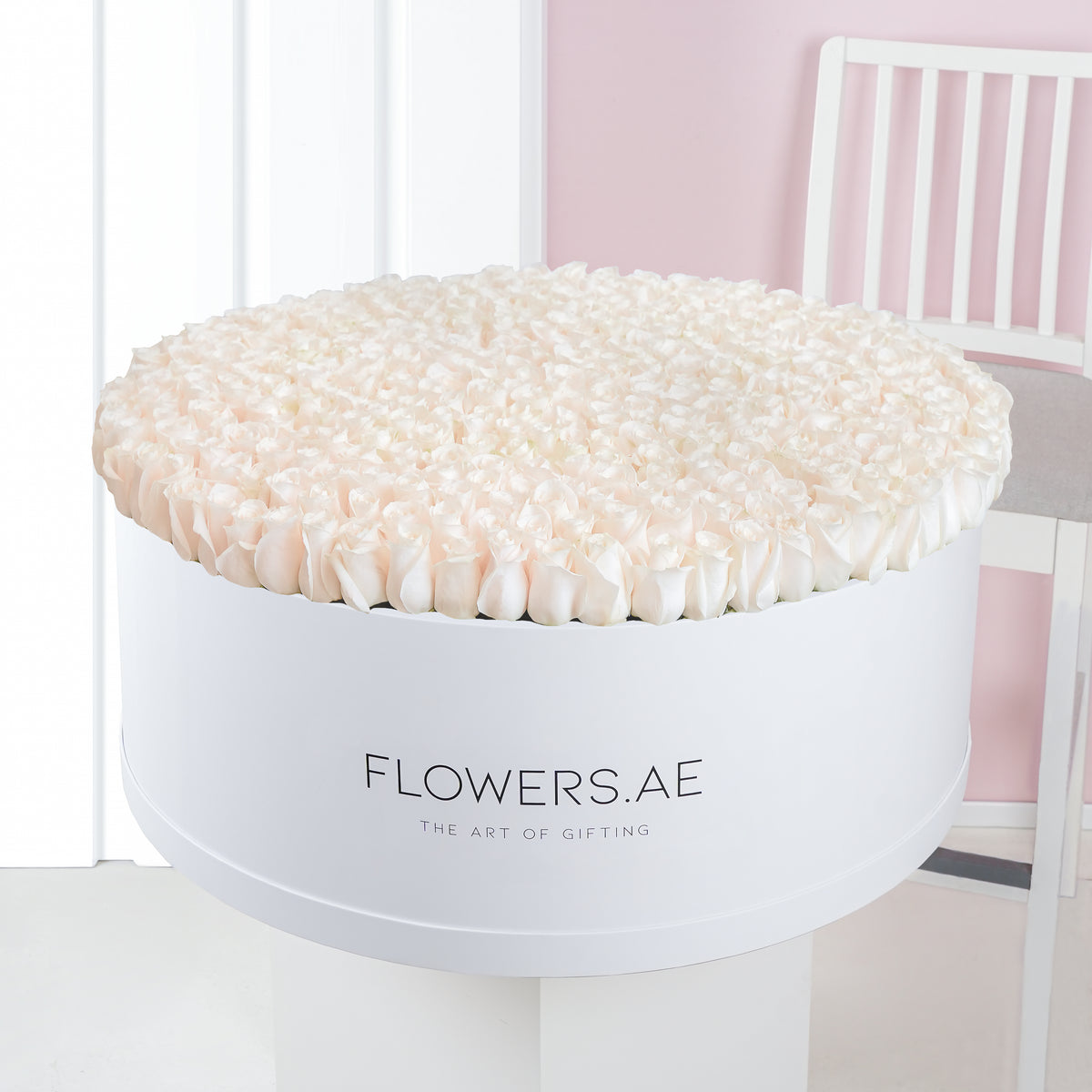 500 White Roses XXXL
