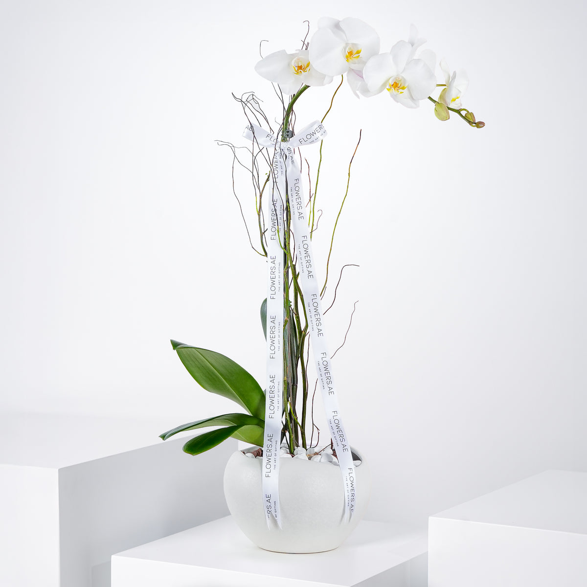 Get Well White Orchid