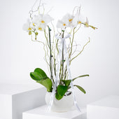 2 White Orchids