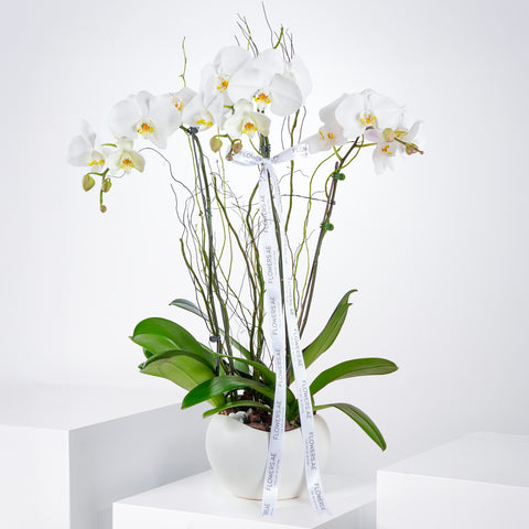 3 White Orchids