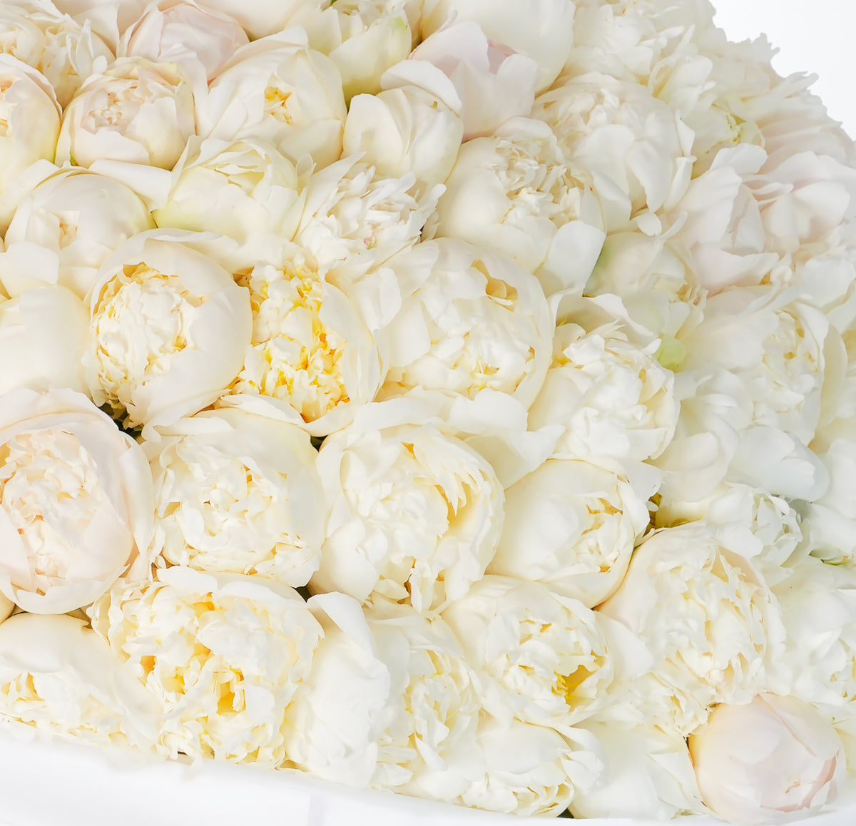 200 Pure White Peony