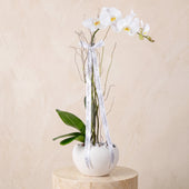 Get Well White Orchid