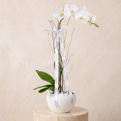 White Orchid
