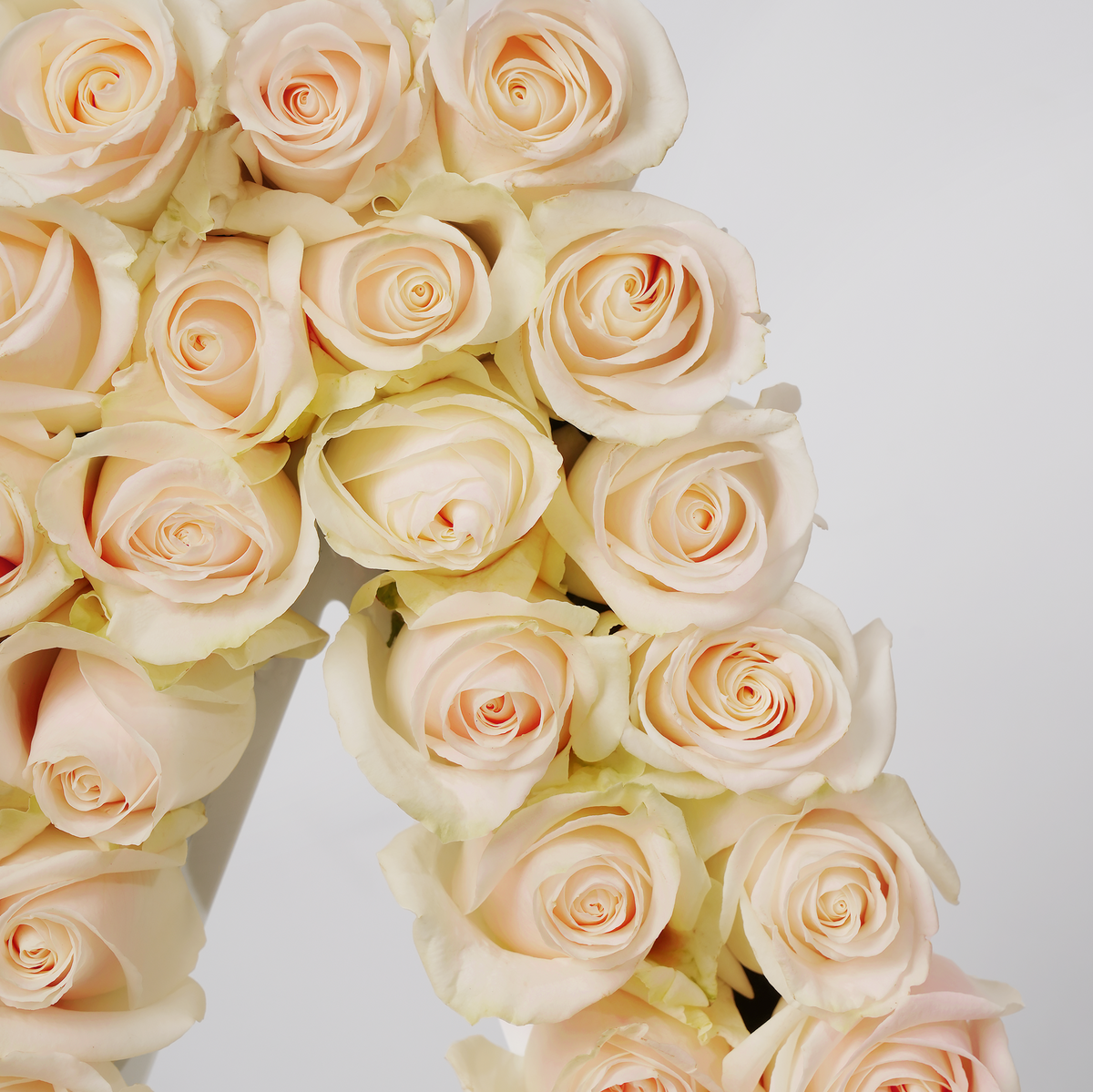 Rose Letter