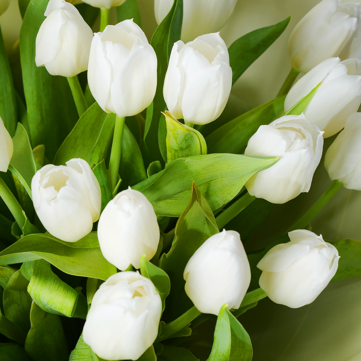 Luxury White Tulips