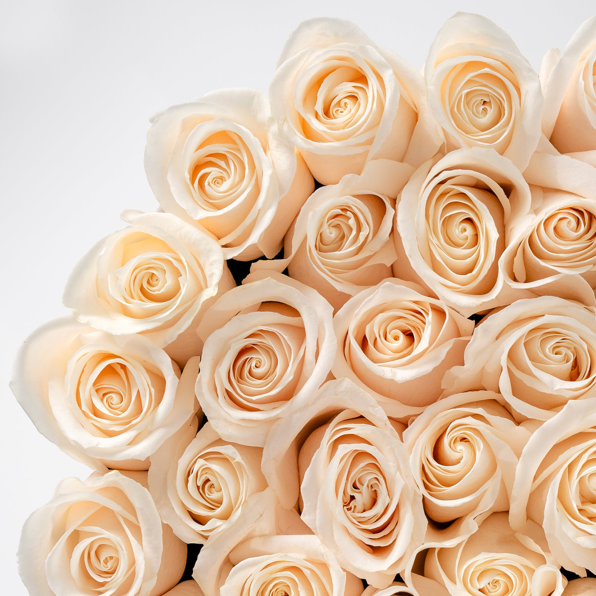 Valentine XXL White Roses Hatbox