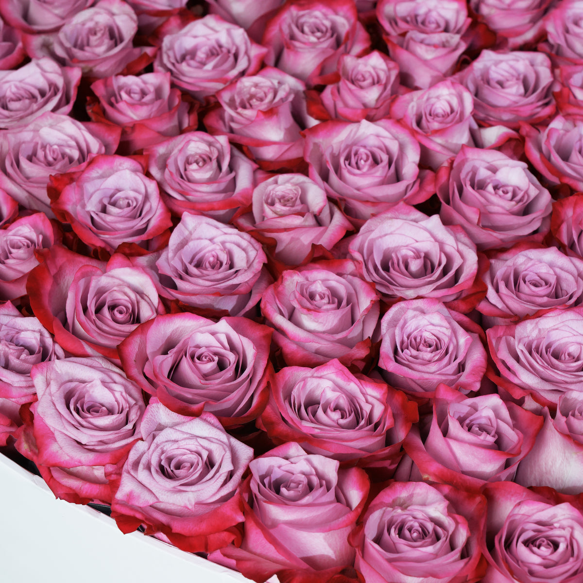 500 Purple Roses XXXL