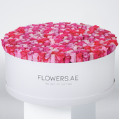 500 Blush Roses XXXL