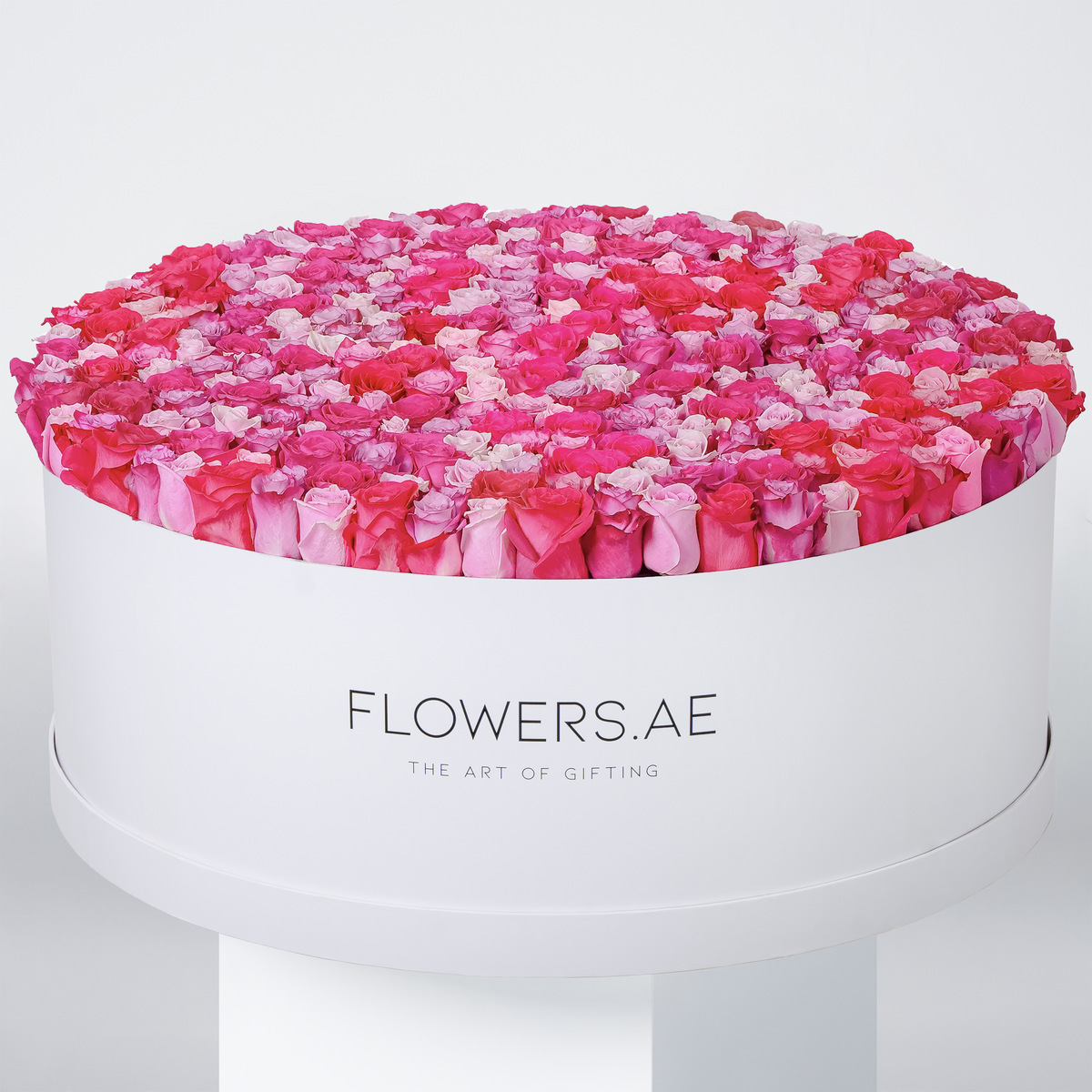 Valentine 500 Blush Roses  XXXL