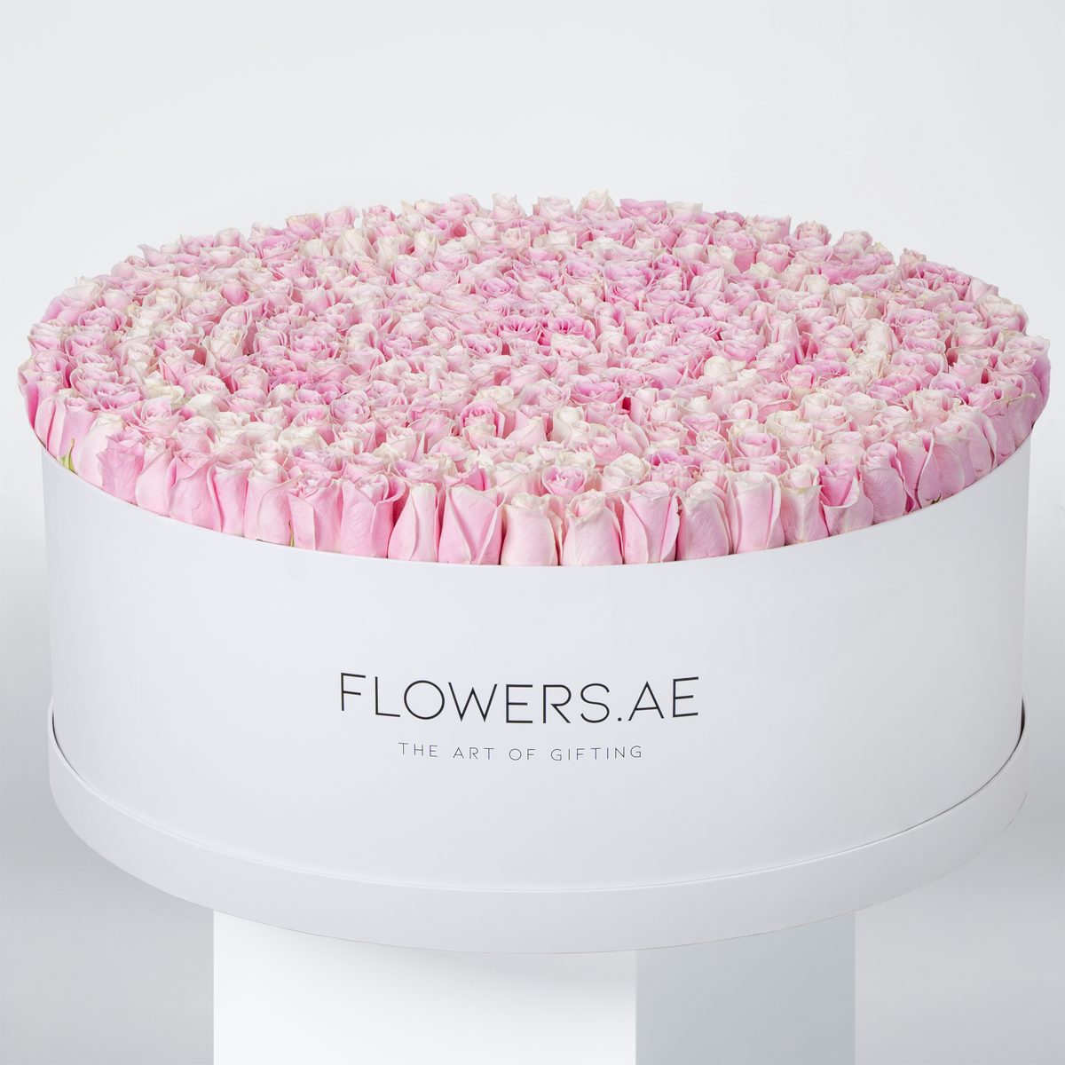 Valentine 500 Pink Roses XXXL
