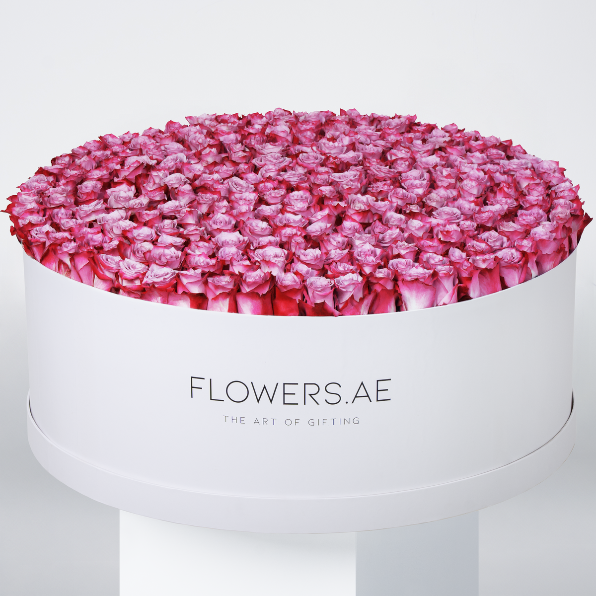 Valentine 500 Purple Roses XXXL