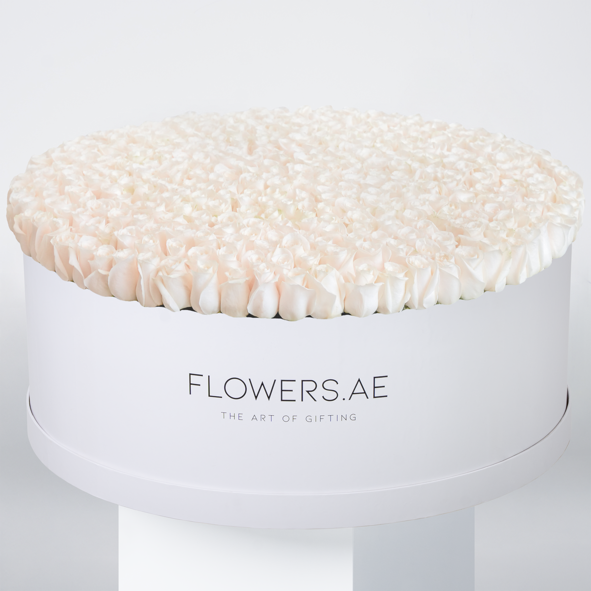 Valentine 500 White Roses XXXL