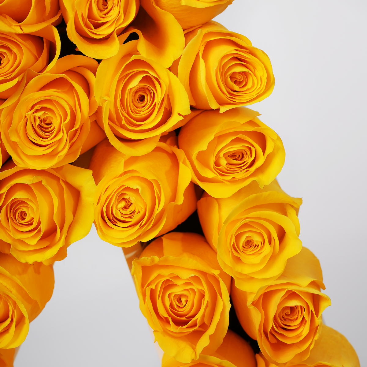 Rose Letter
