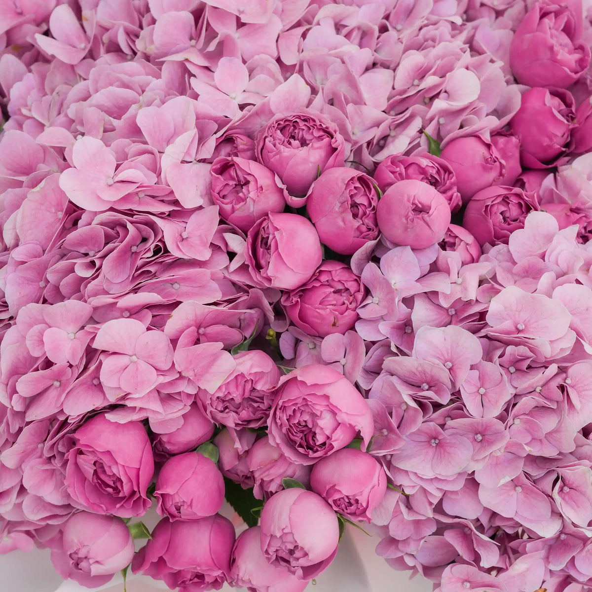 Pink Hydrangea with Misty Bubbles