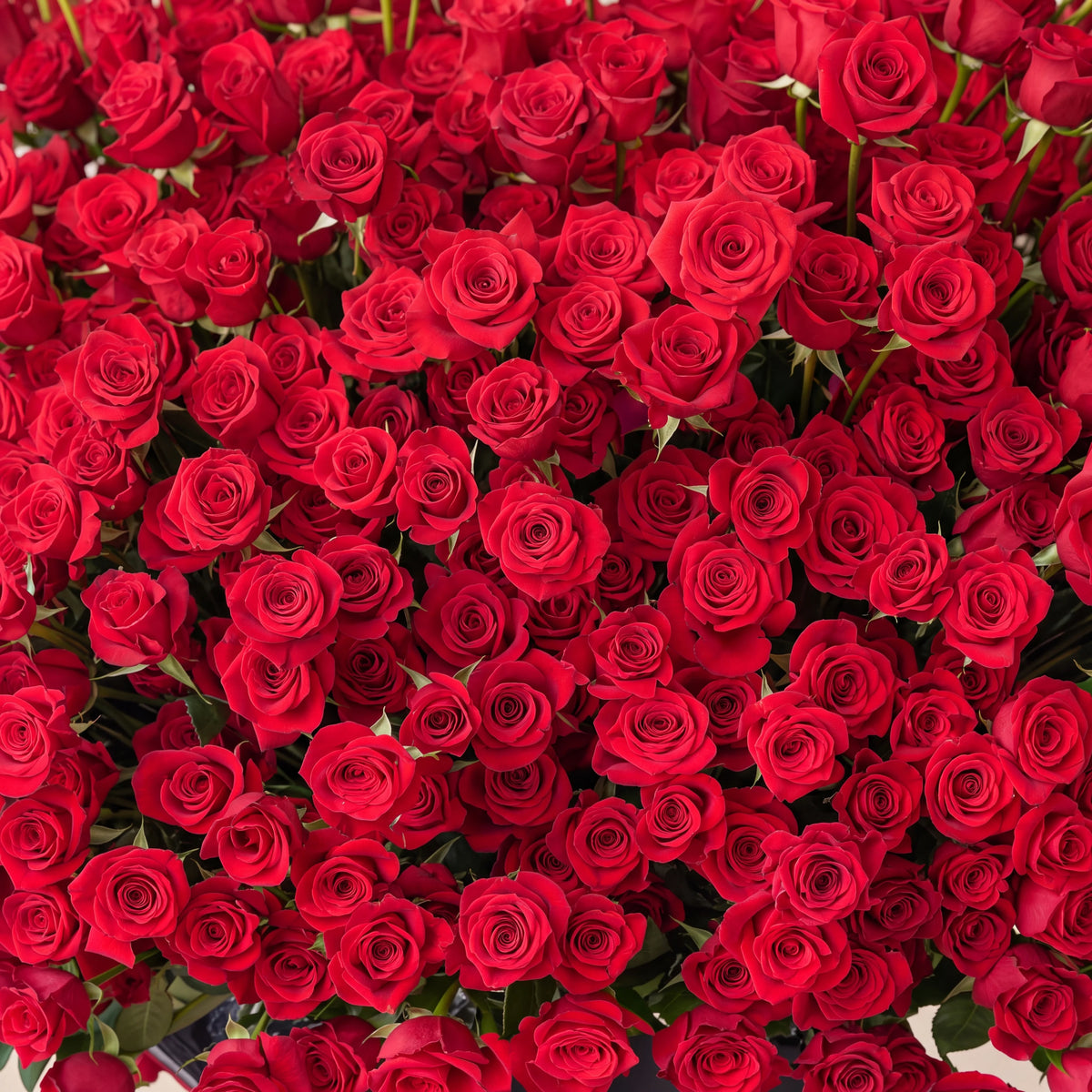 Anniversary 500 Red Roses XXL
