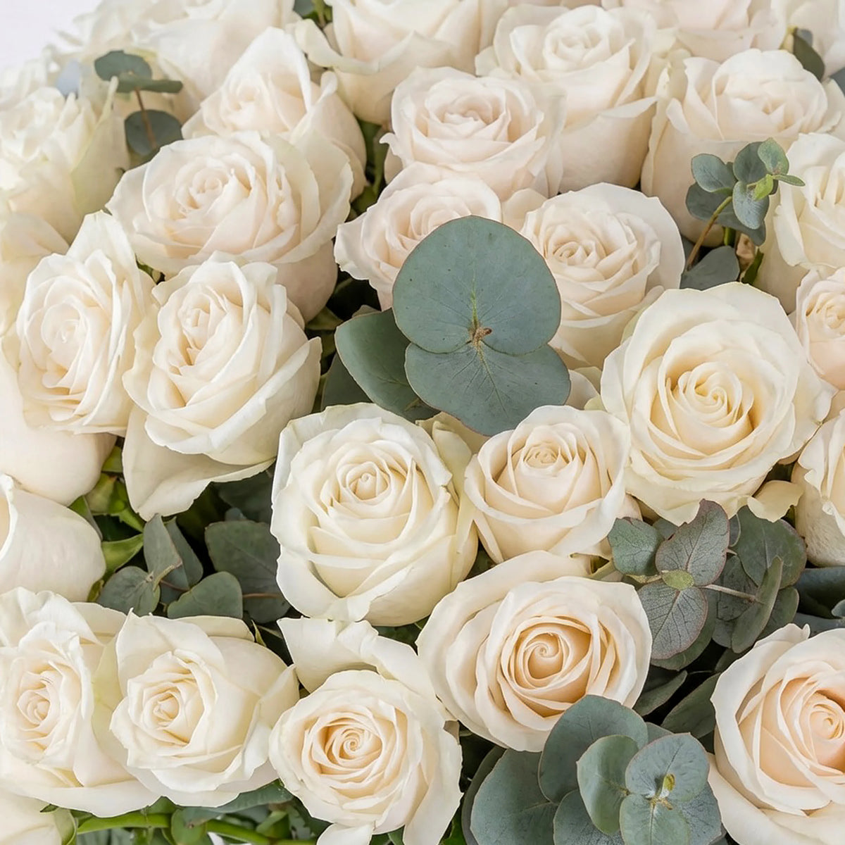 100 White Roses Vase