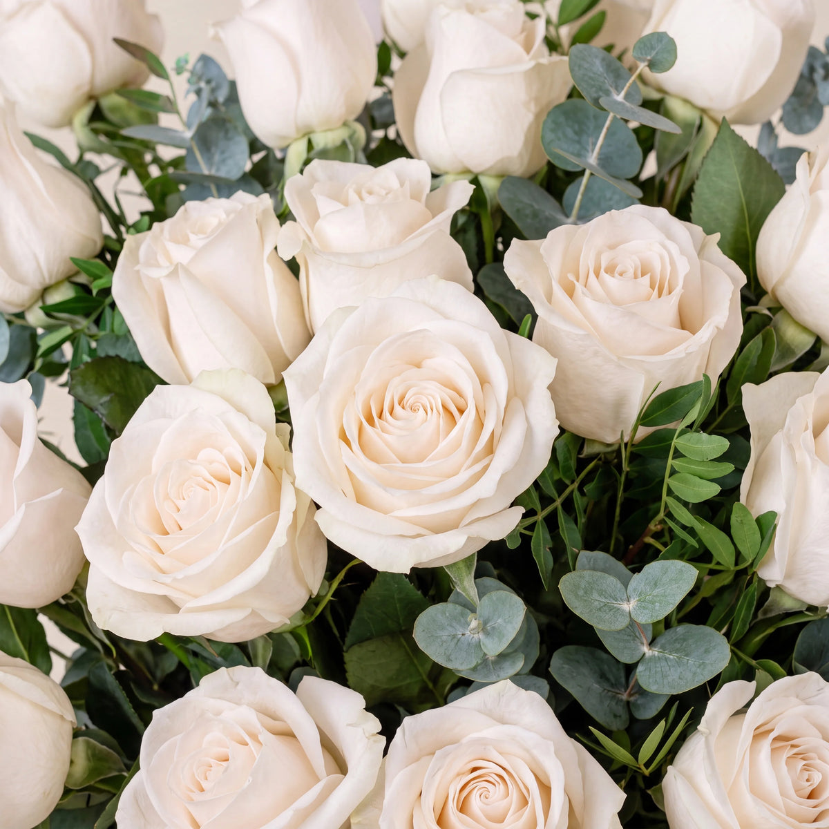 12 White Roses Vase