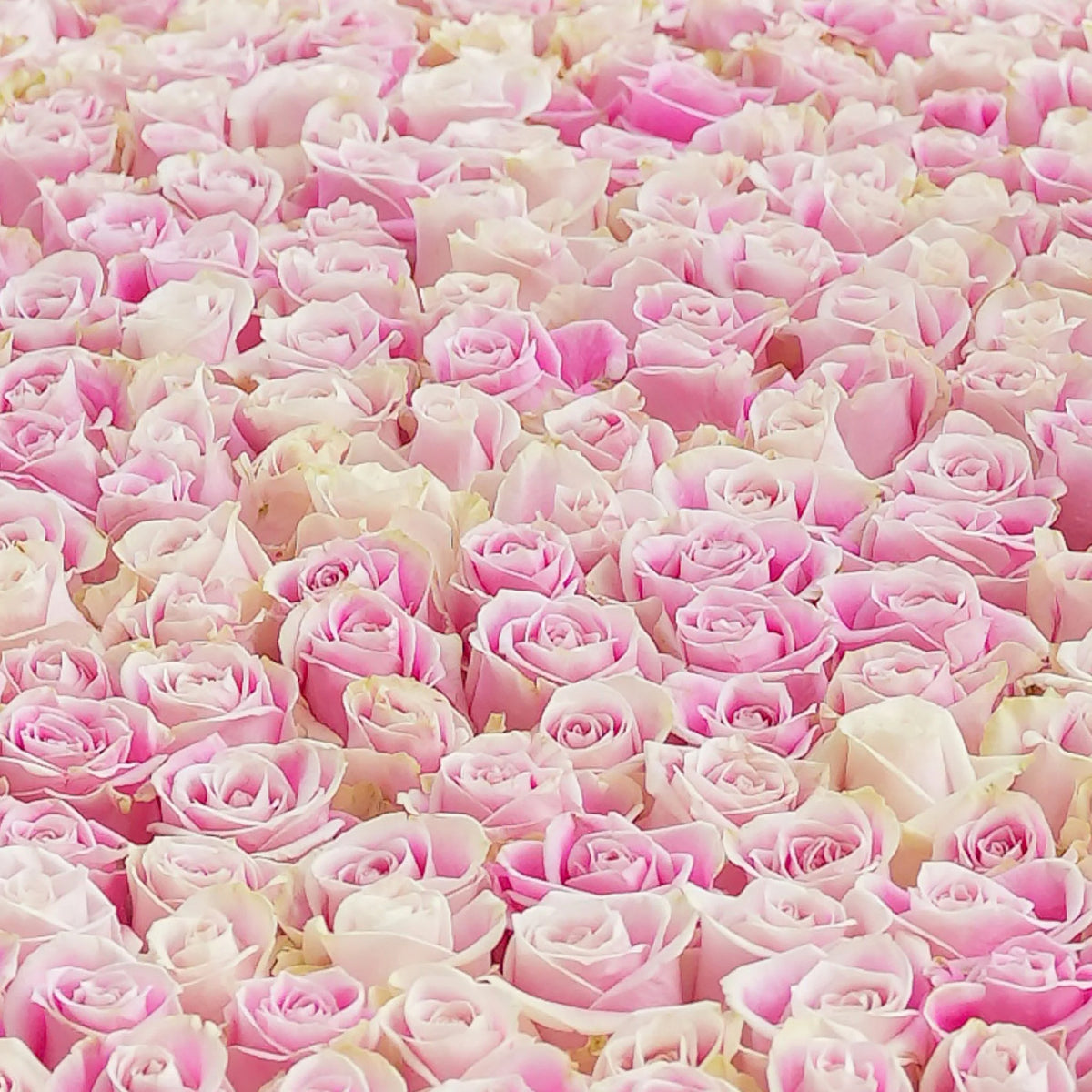 Baby 500 Pink Roses XXXL
