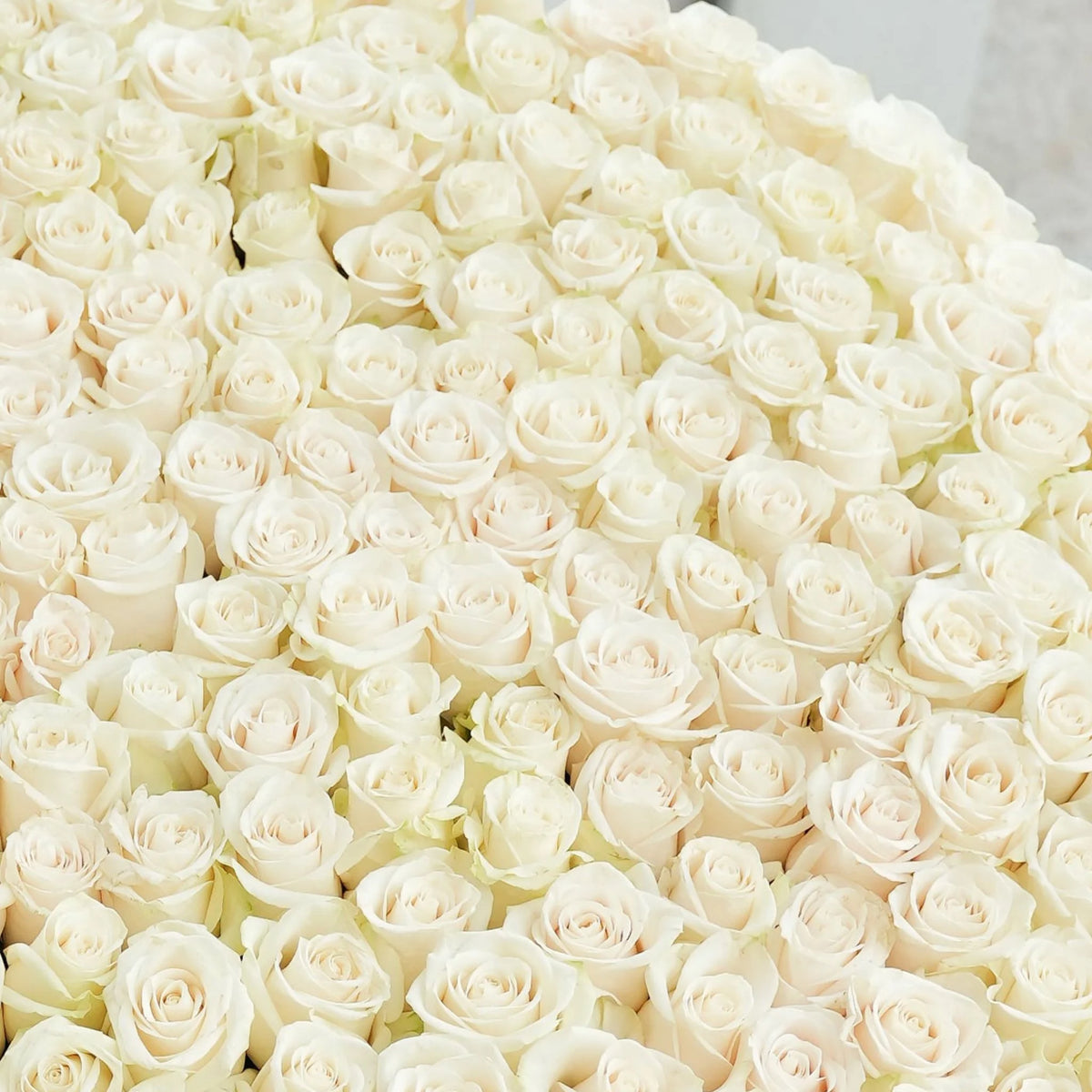 Baby 500 White Roses XXXL