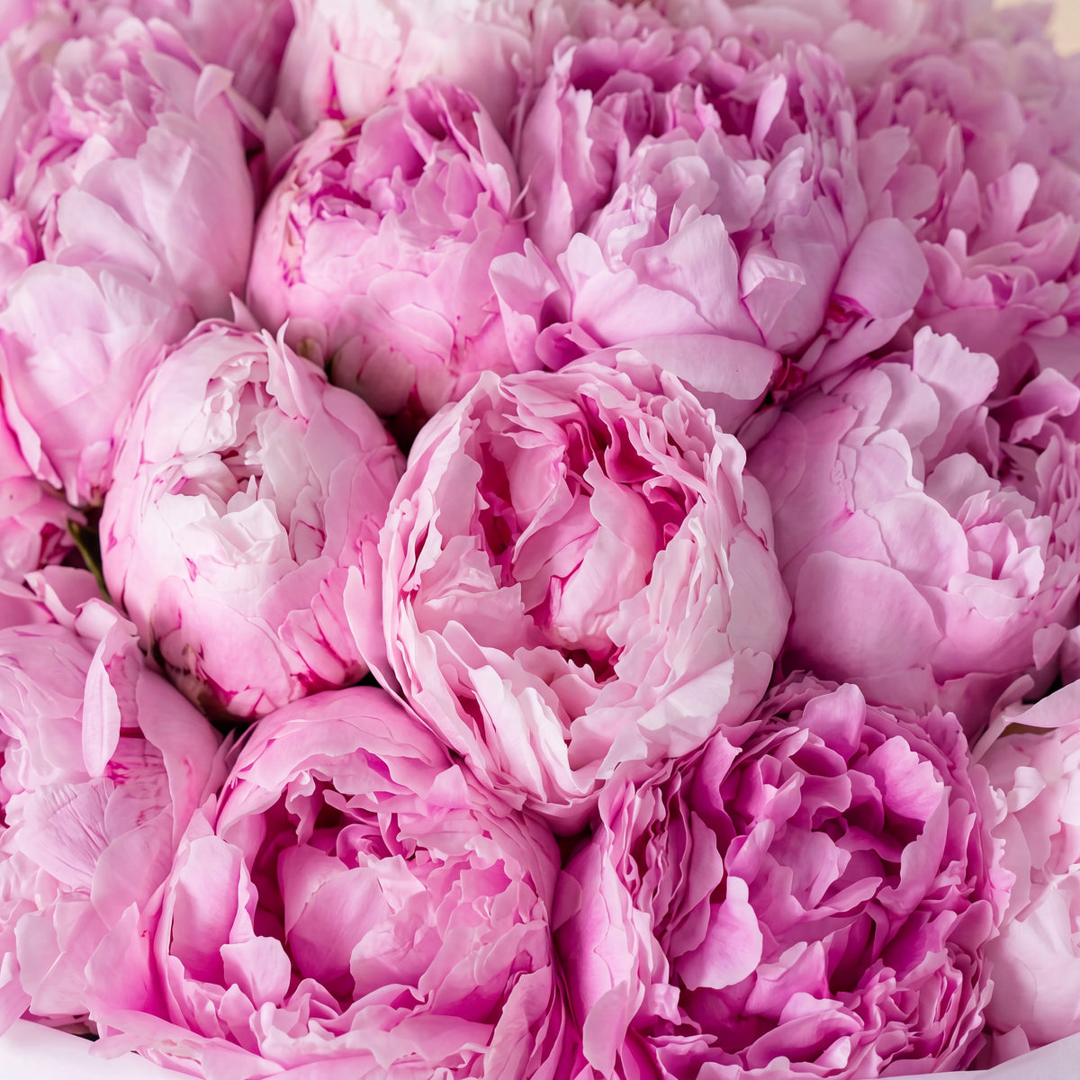50 Pure Pink Peony