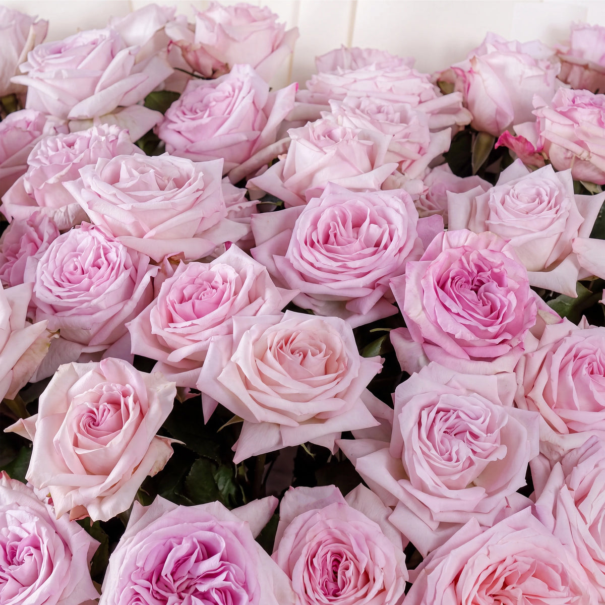 50 Pink O'hara Grand
