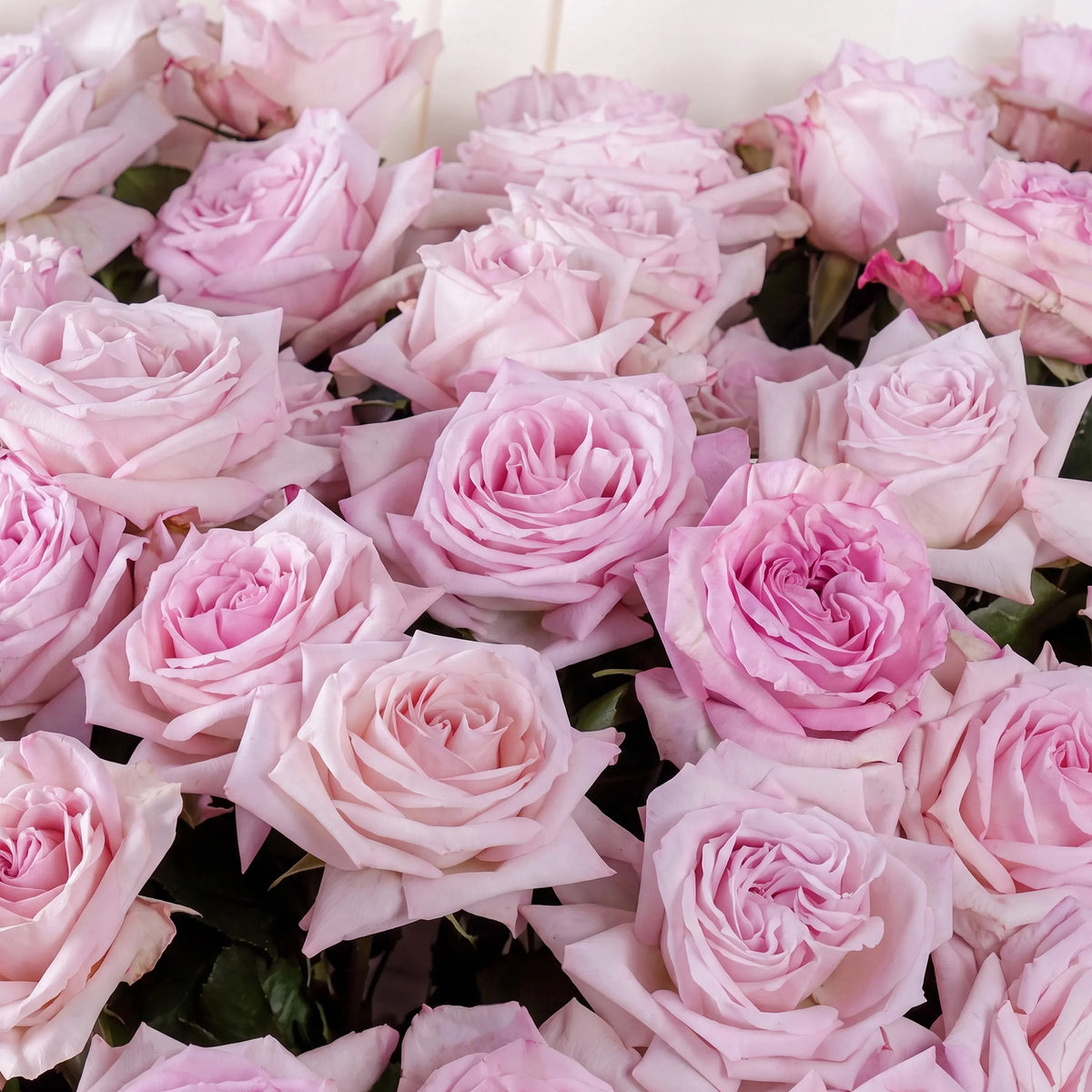 100 Pink O'hara Grand