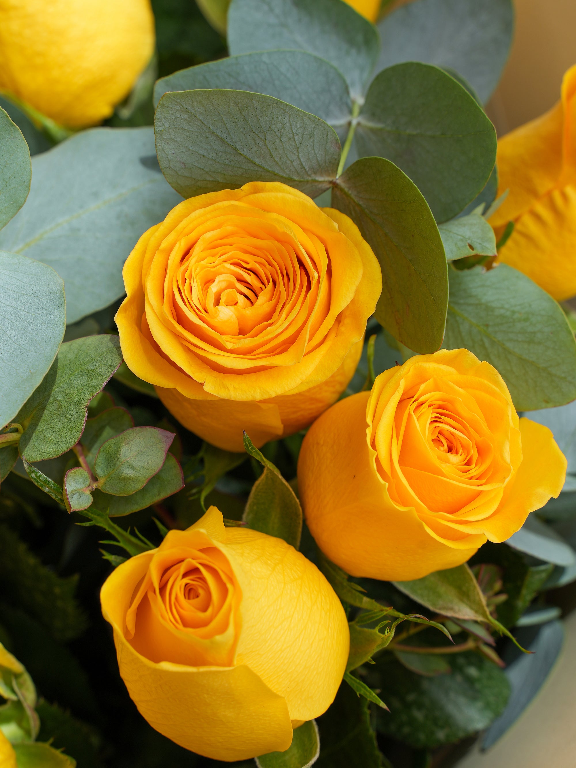 12 Yellow Roses Flowers.ae