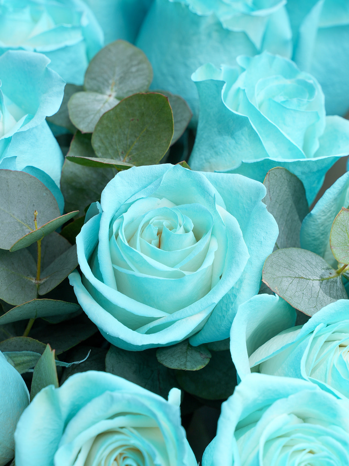 12 Tiffany Blue Roses